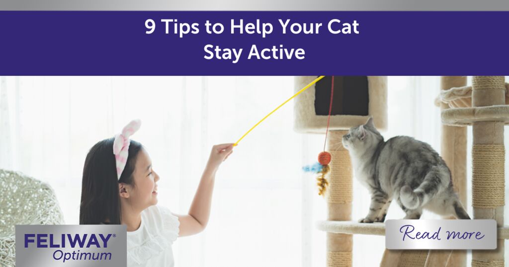 9 Tips to Help Your Cat Stay Active!