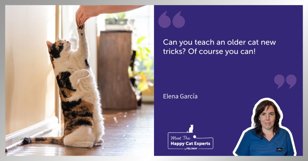 Can You Train a Cat? Some Tips for Cat Training