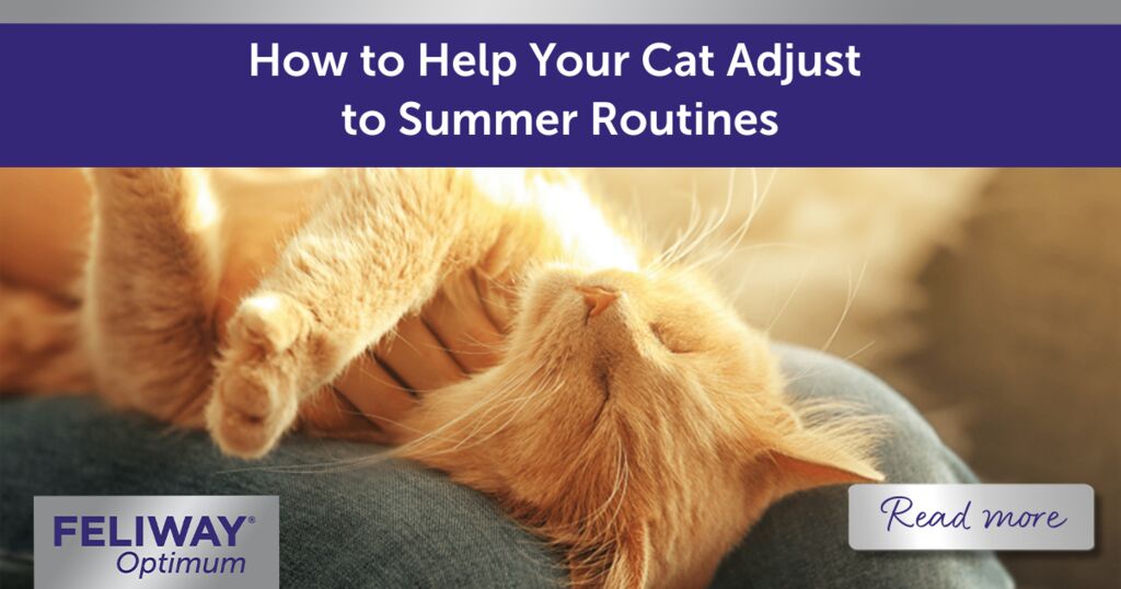 How to Help Your Cat Adjust to Summer Routines