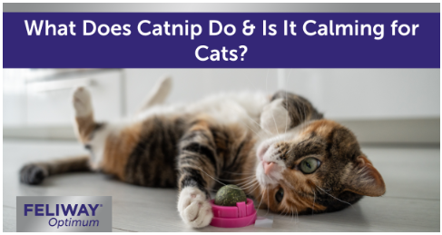 C:\Users\Phuong\Downloads\Multicoloured cat laying on its back playing with a catnip ball in a kitchen.