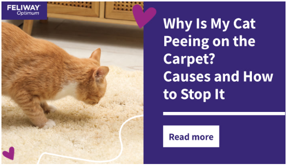 C:\Users\u435613\Downloads\Orange cat sniffing a wet patch on a cream colored rug.
