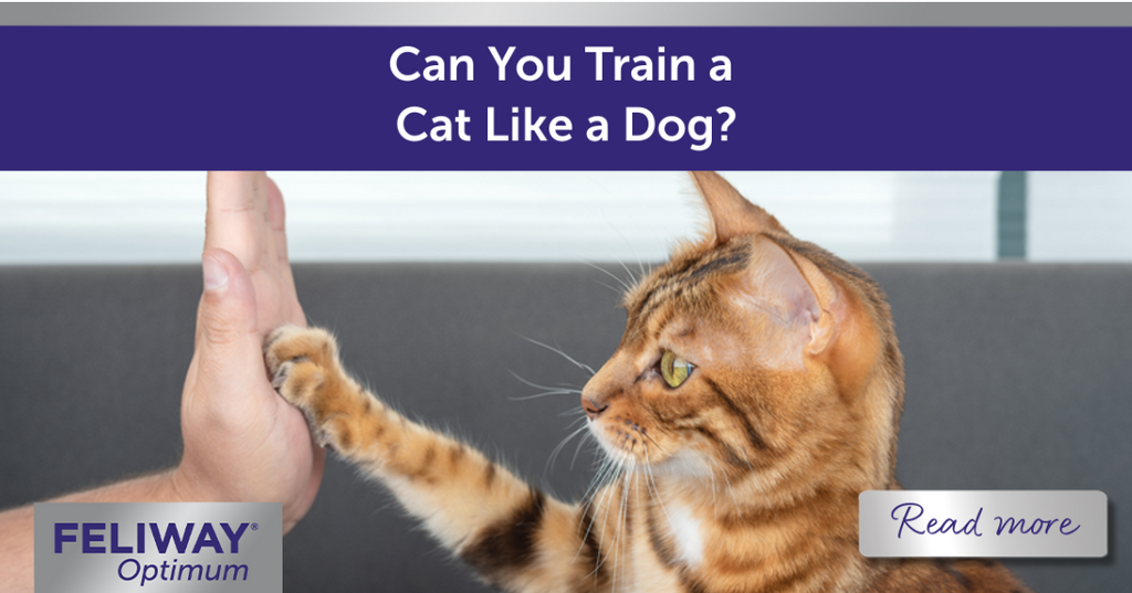 Can You Train A Cat Like A Dog? Unleash the Secrets