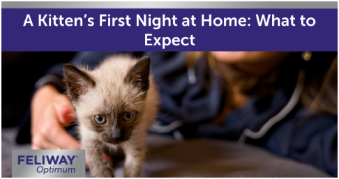 C:\Users\Phuong\Downloads\Small Siamese kitten walking across a bed while a woman relaxes in the background.