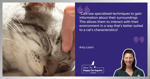 cat senses an expert explains