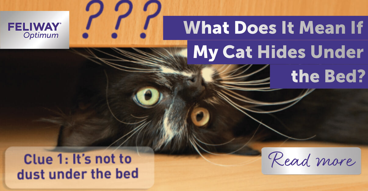 What Does It Mean If My Cat Hides Under the Bed?