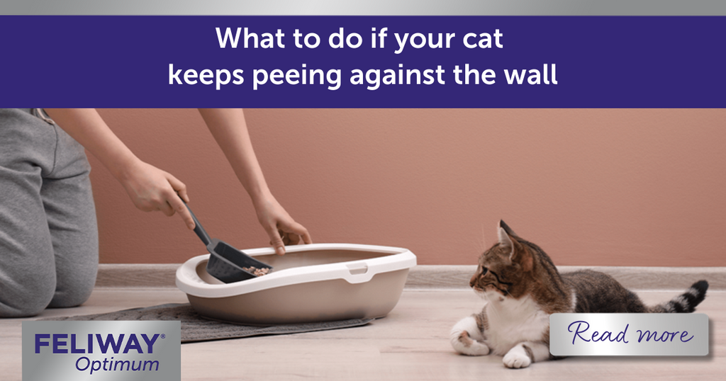 How to stop cat from peeing over side of litter box online