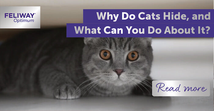 Why Do Cats Hide, and What Can You Do About It?