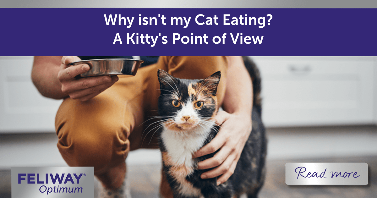 Why isn’t my Cat Eating? A Kitty’s Point of View