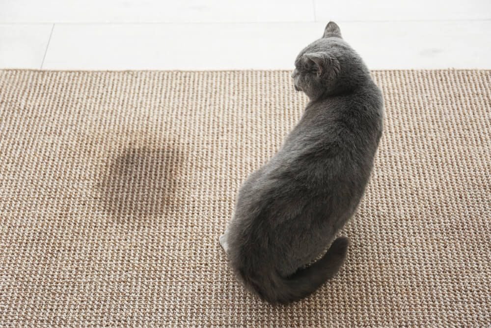 5 Reasons Why Your Cat Might Be Urinating in the House
