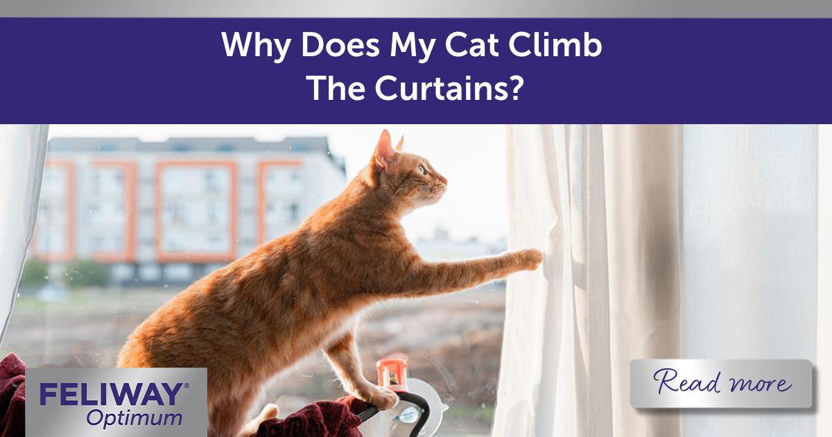 Why Does My Cat Climb The Curtains? FELIWAY