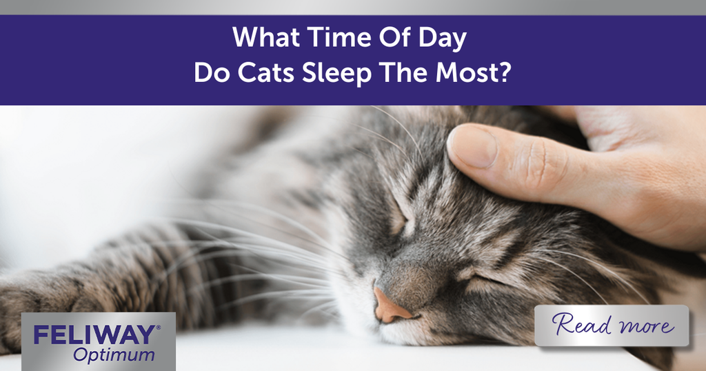 What Time Of Day Do Cats Sleep The Most? | FELIWAY