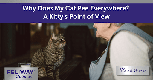 Why Does My Cat Pee Everywhere? A Kitty’s Point of View