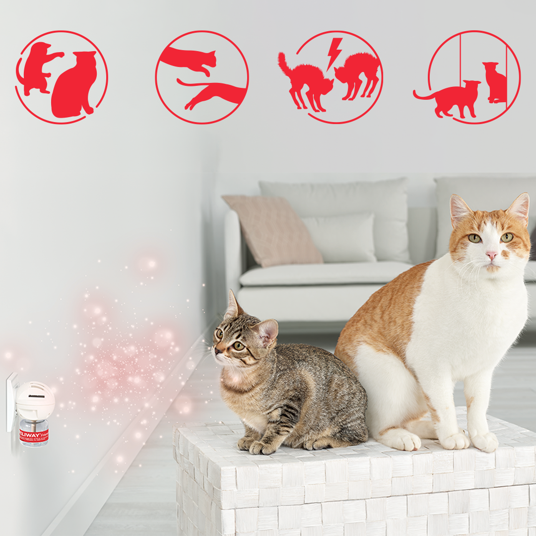 FELIWAY® Range | Cat Pheromone Diffusers and Calming Sprays