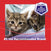 FELIWAY® Multicat Refill