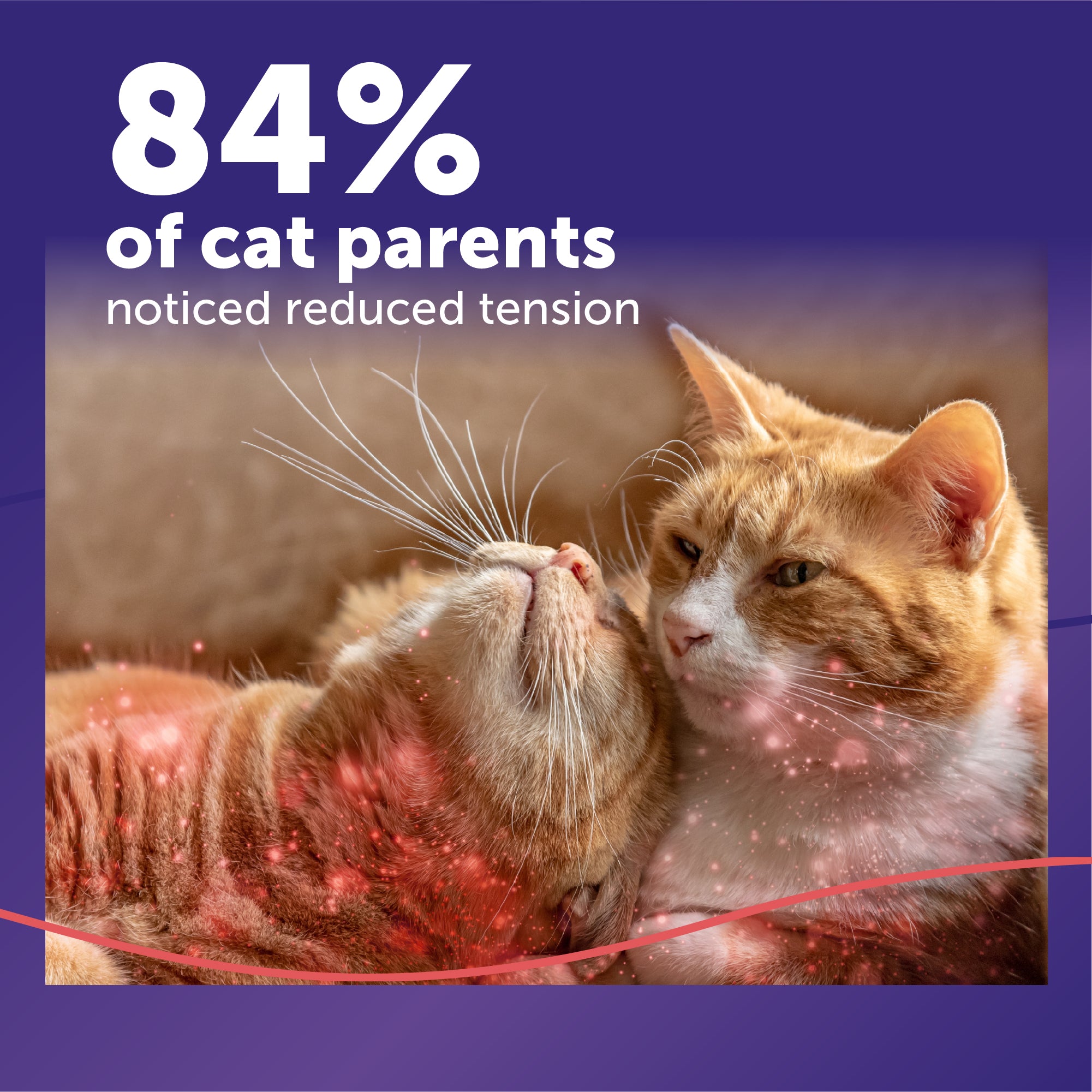 FELIWAY® MultiCat Diffuser Kit | Cat Calming Diffuser