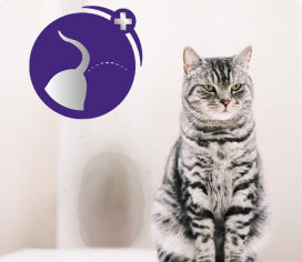 Feliway 2025 coupon 2019