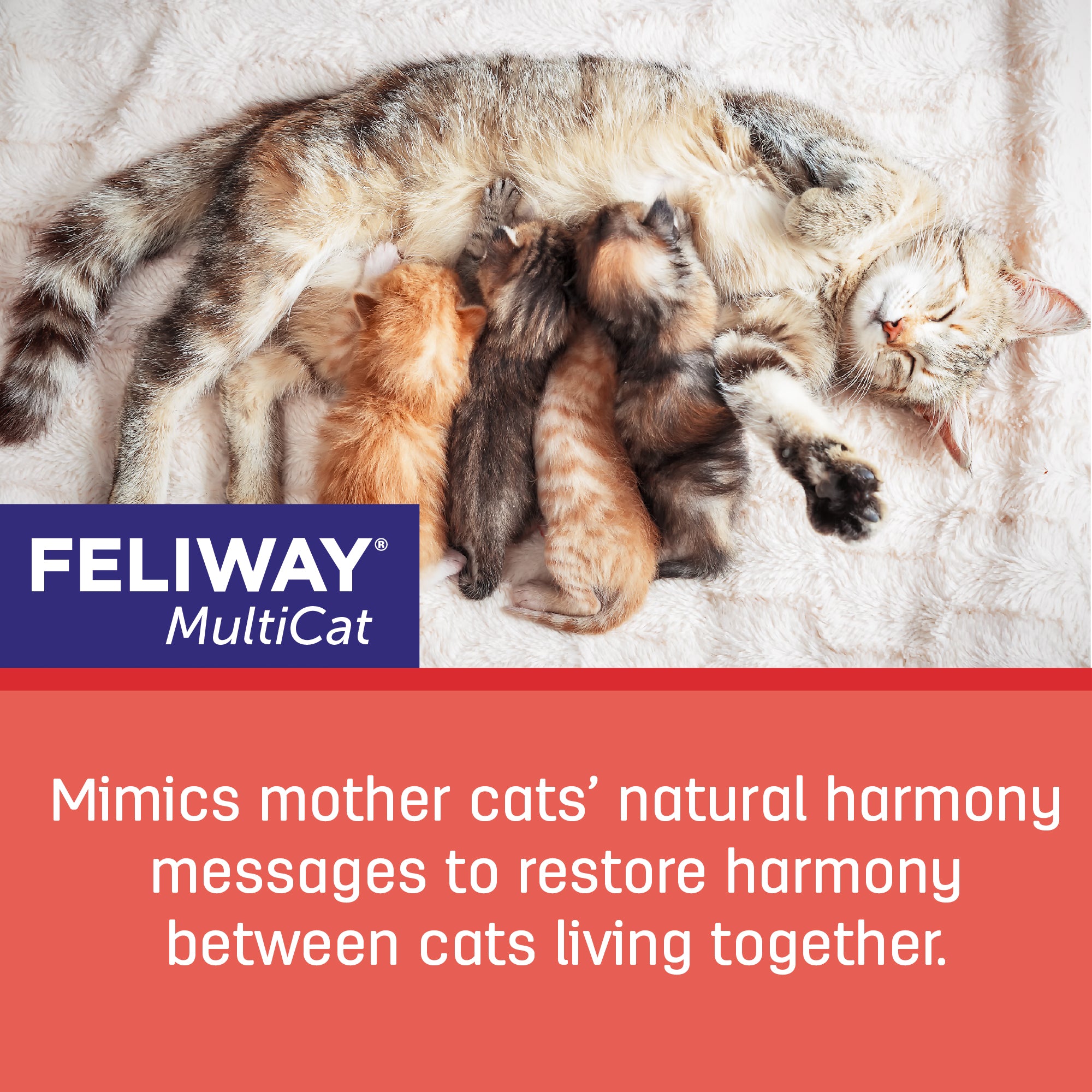 Feliway Friends Recarga - Feromonas para Gatos – Petit Paws